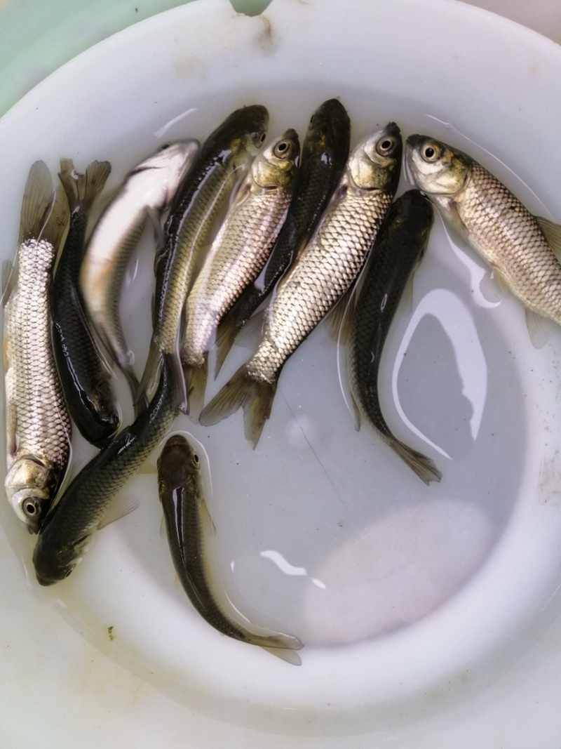 草鱼苗支持全国统一批发价已训食料欢迎订购