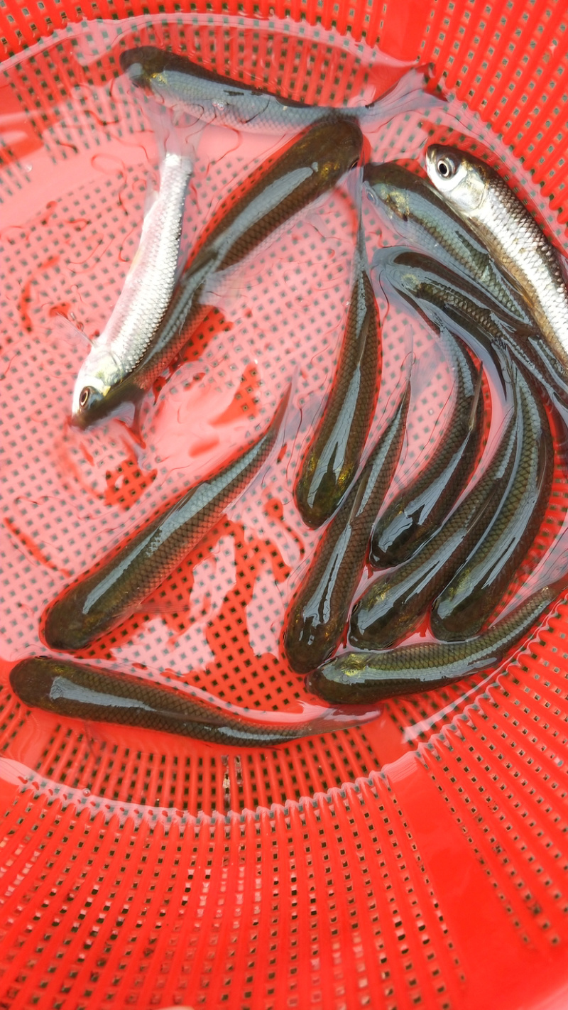 草鱼苗支持全国统一批发价已训食料欢迎订购