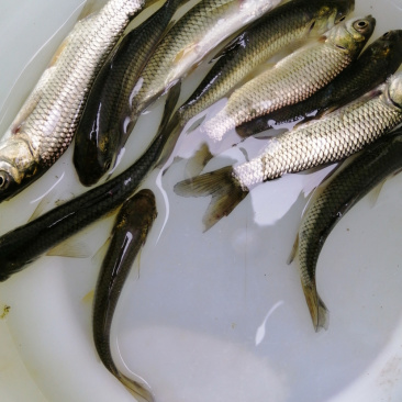 草鱼苗支持全国统一批发价已训食料欢迎订购