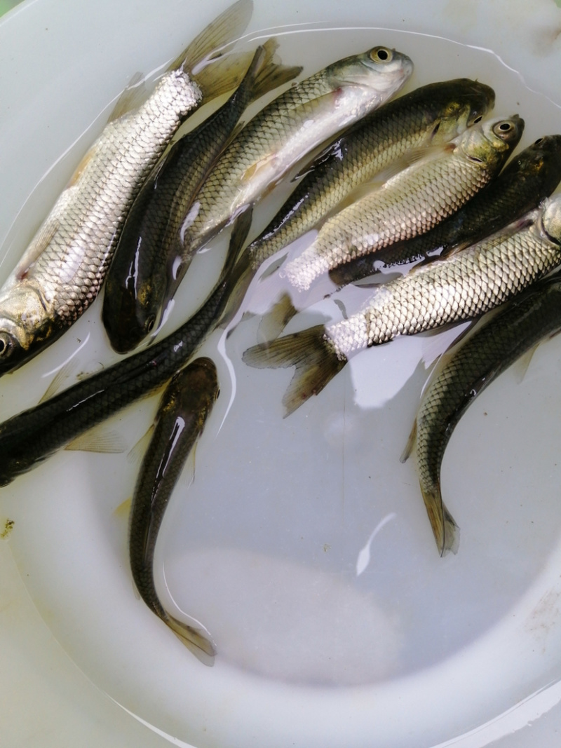 草鱼苗支持全国统一批发价已训食料欢迎订购