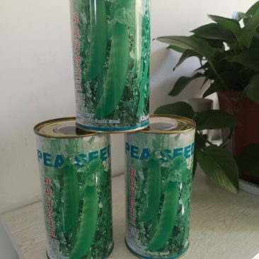 荷兰豆种子珍宝豆种子白花双荚珍宝豆种子中荚荷兰豆
