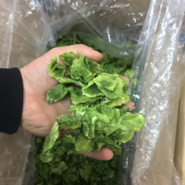 脱水莴笋片，莴笋干，片匀，质干，色绿