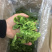 脱水莴笋片，莴笋干，片匀，质干，色绿