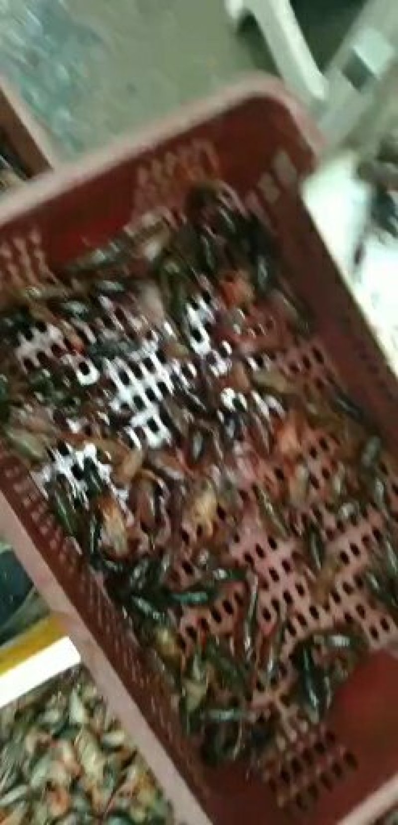 大青规格好质量好6789规格齐全提质好