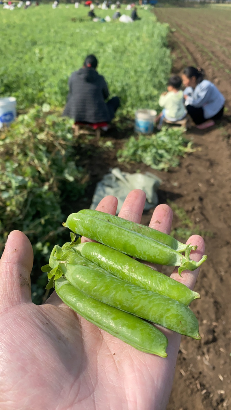 长寿仁豌豆精品豌豆颗粒饱满11号量大价格美丽