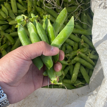 长寿仁豌豆精品豌豆颗粒饱满11号量大价格美丽