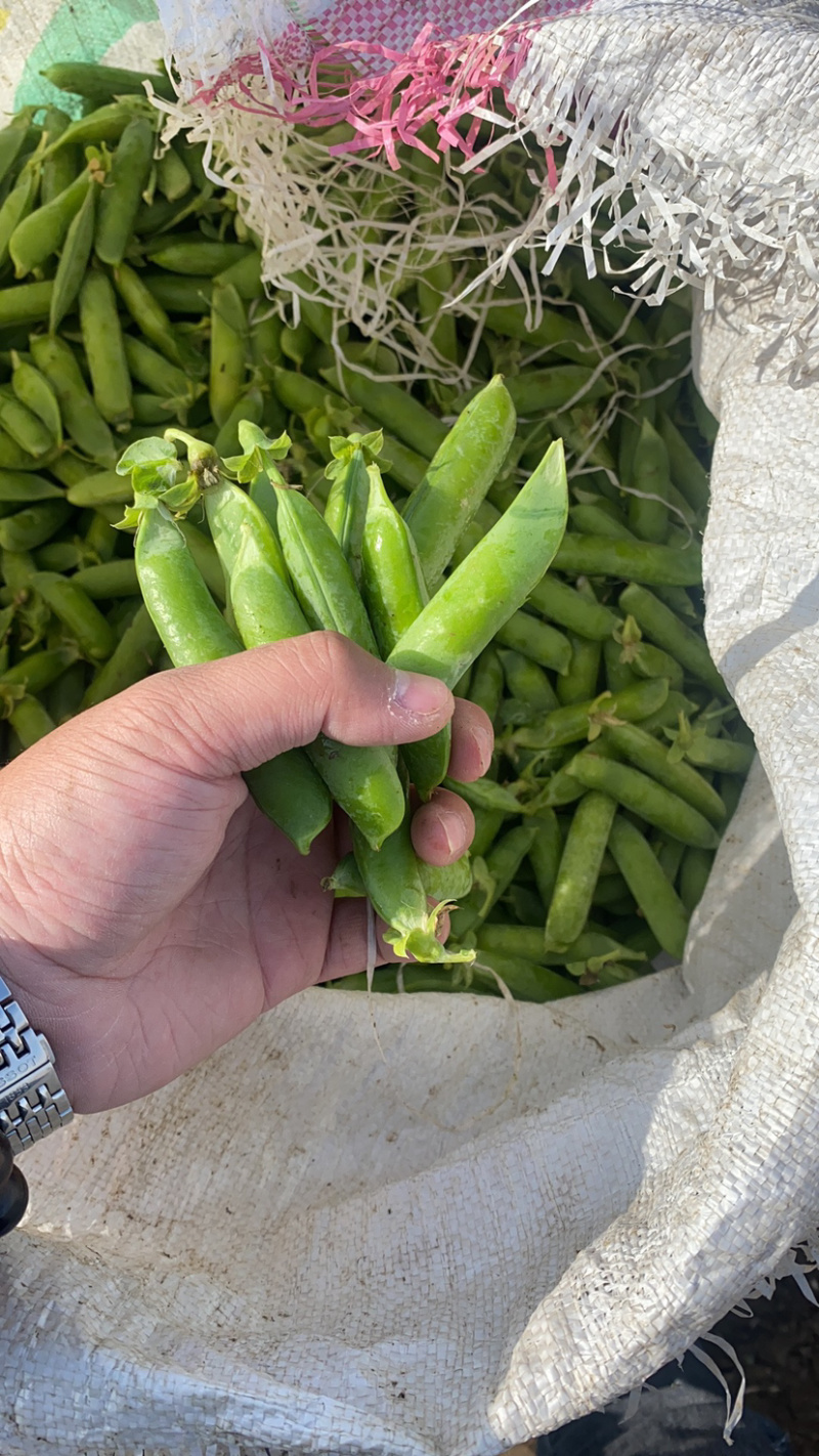 长寿仁豌豆精品豌豆颗粒饱满11号量大价格美丽