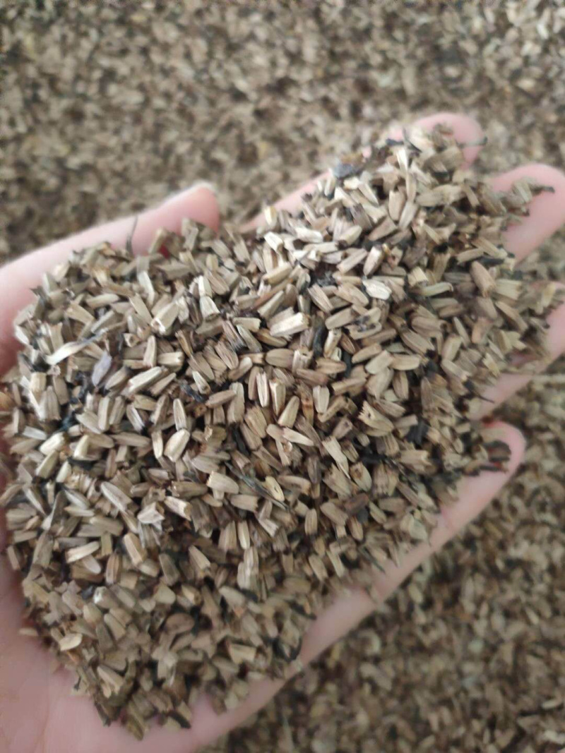 草原松果菊种子耐寒耐旱贫瘠耐热紫色松果菊种子
