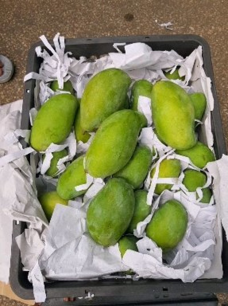 越南玉芒柬埔寨芒果二级果电商果，工厂果做芒果干芒果汁