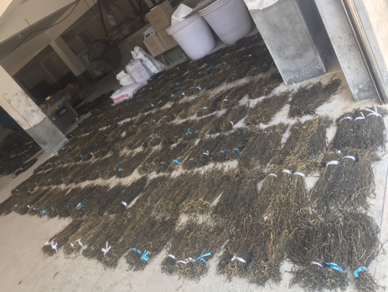 湖南本地干豆角，自然晾晒，整齐嫩条，无添加