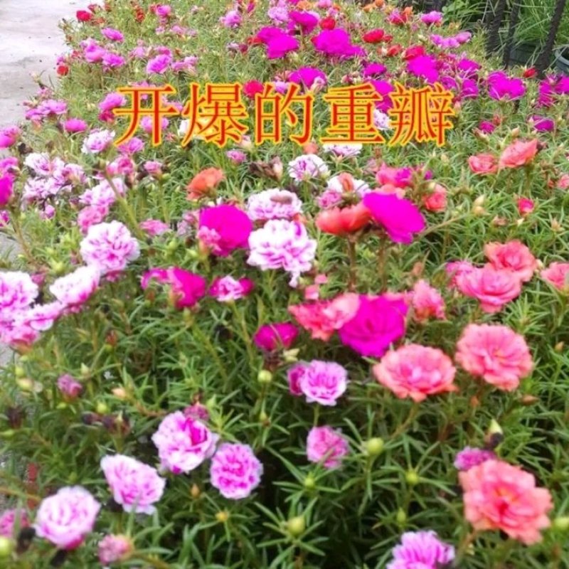 【带花苞带根】混色重瓣太阳花苗室内外花卉盆栽松叶牡丹四季