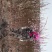精品重瓣榆叶梅梅花骨里红花梅宫粉产地直销承揽各种大小工程