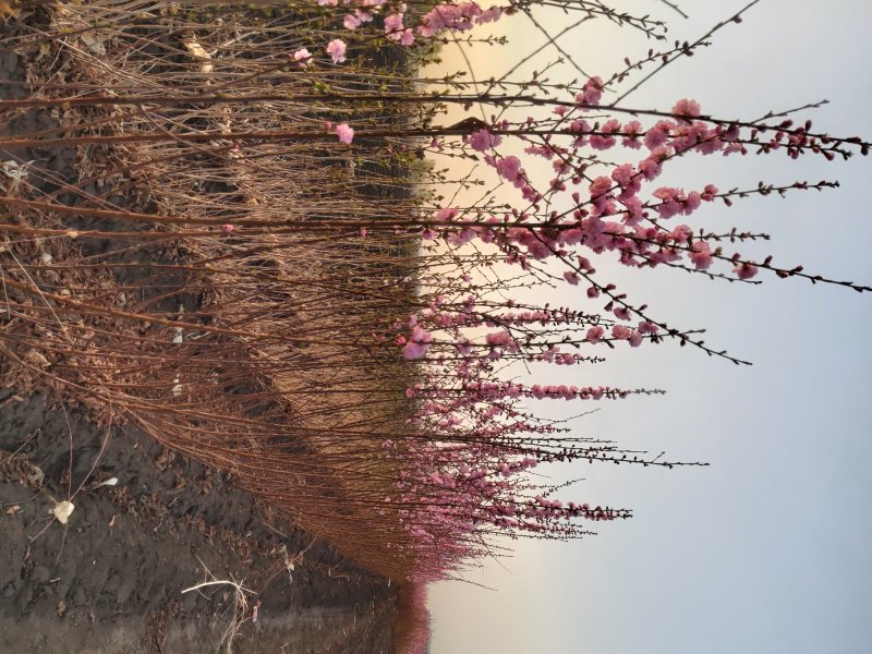 精品重瓣榆叶梅梅花骨里红花梅宫粉产地直销承揽各种大小工程