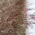 精品重瓣榆叶梅梅花骨里红花梅宫粉产地直销承揽各种大小工程