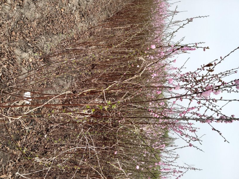 精品重瓣榆叶梅梅花骨里红花梅宫粉产地直销承揽各种大小工程