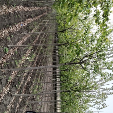 精品产地直销紫叶稠李工程苗稠李承揽各种绿化工程