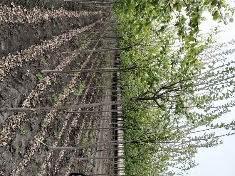 精品产地直销紫叶稠李工程苗稠李承揽各种绿化工程