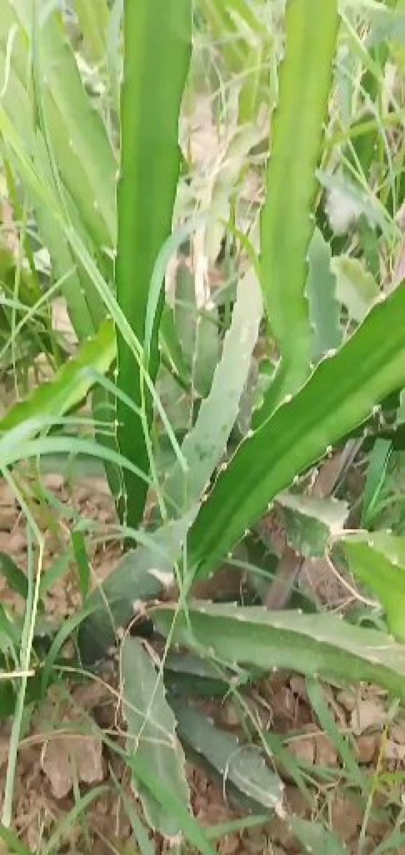 火龙果苗
