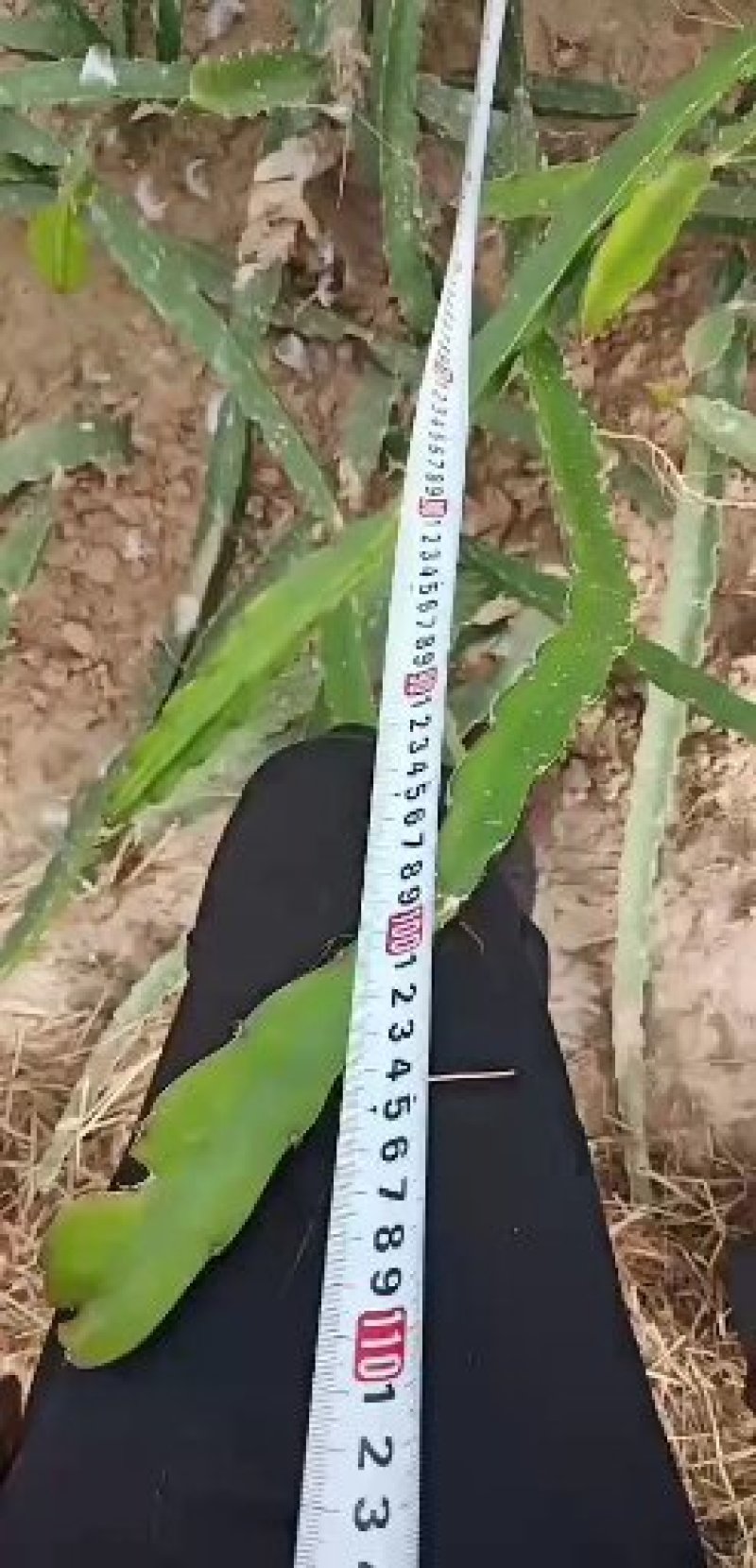 火龙果苗