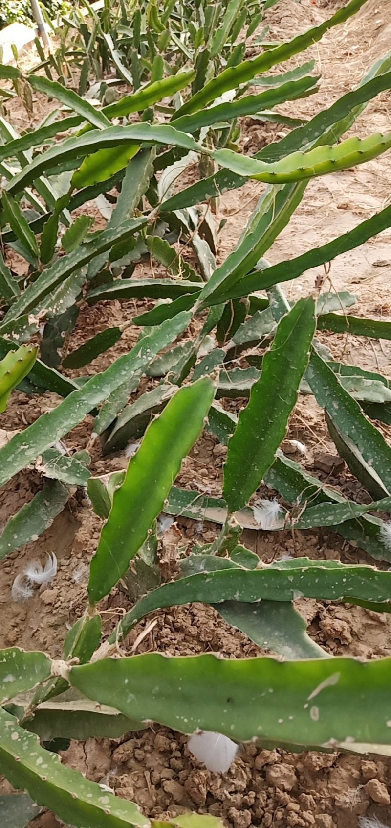 火龙果苗