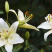 百合种球香水百合种球花卉植物大球四季开花