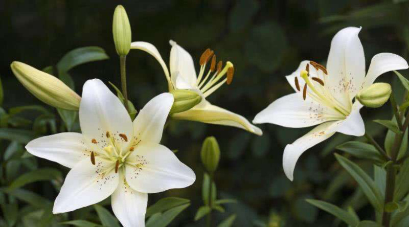 百合种球香水百合种球花卉植物大球四季开花