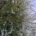 绣线菊雪柳柳叶绣线菊珍珠绣线菊绿化苗木工程苗承揽各种工程