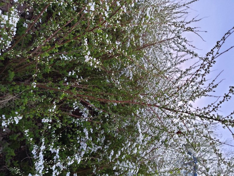 绣线菊雪柳柳叶绣线菊珍珠绣线菊绿化苗木工程苗承揽各种工程