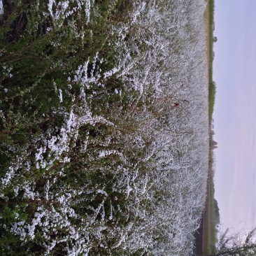 绣线菊雪柳柳叶绣线菊珍珠绣线菊绿化苗木工程苗承揽各种工程