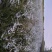 绣线菊雪柳柳叶绣线菊珍珠绣线菊绿化苗木工程苗承揽各种工程