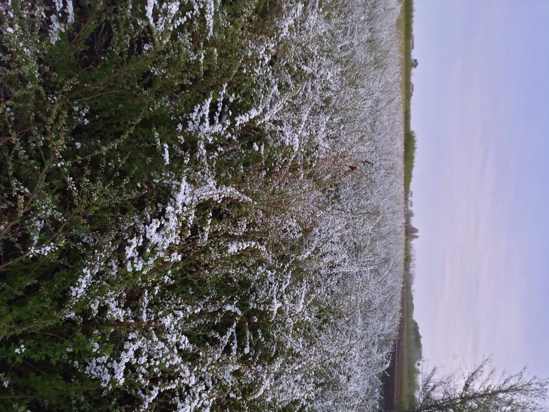绣线菊雪柳柳叶绣线菊珍珠绣线菊绿化苗木工程苗承揽各种工程