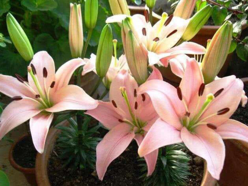 百合种球香水百合种球花卉植物大球四季开花