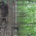 山荆子山丁子工程苗木承揽各种工程