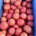 《硬粉西红柿》弧二起步大量上市产地直供质量保证