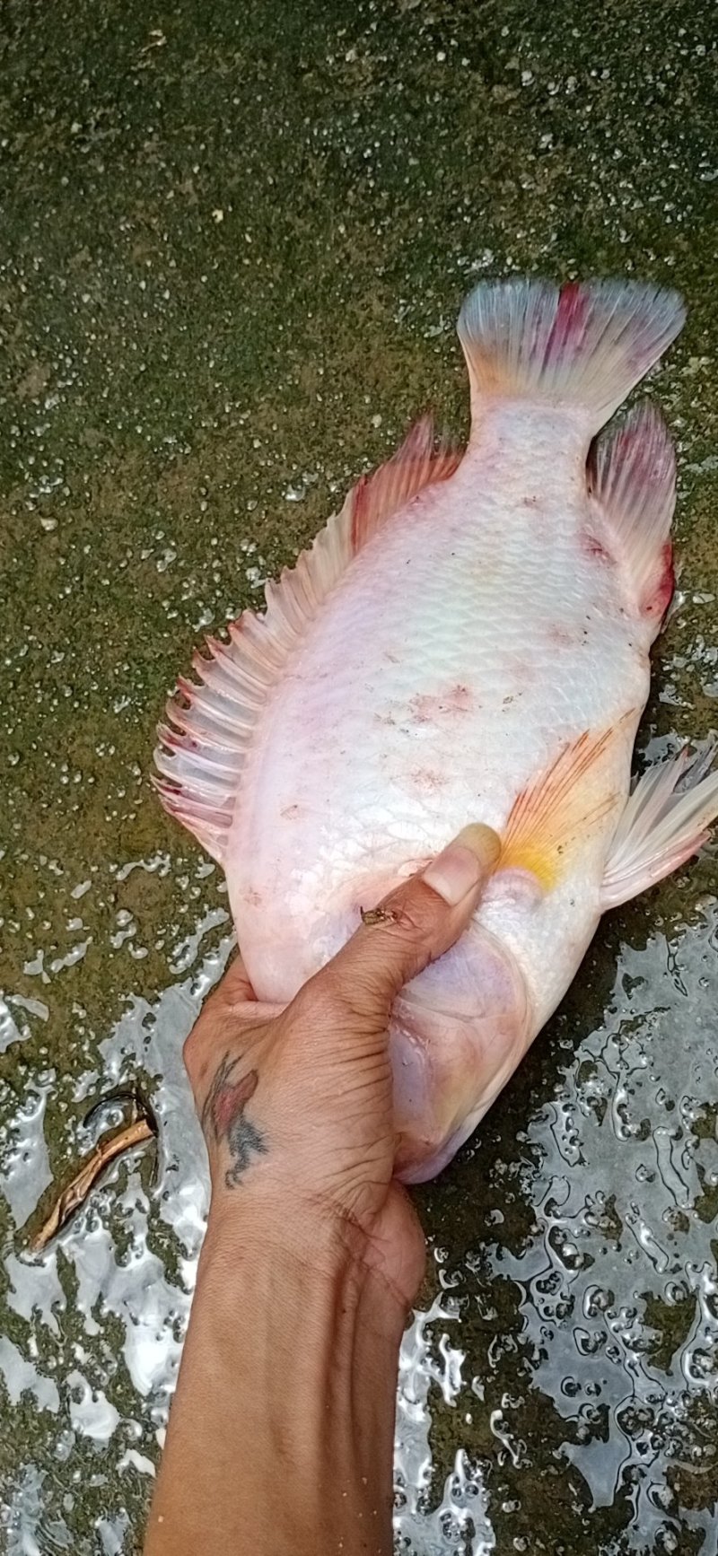 大量出售，红宝石