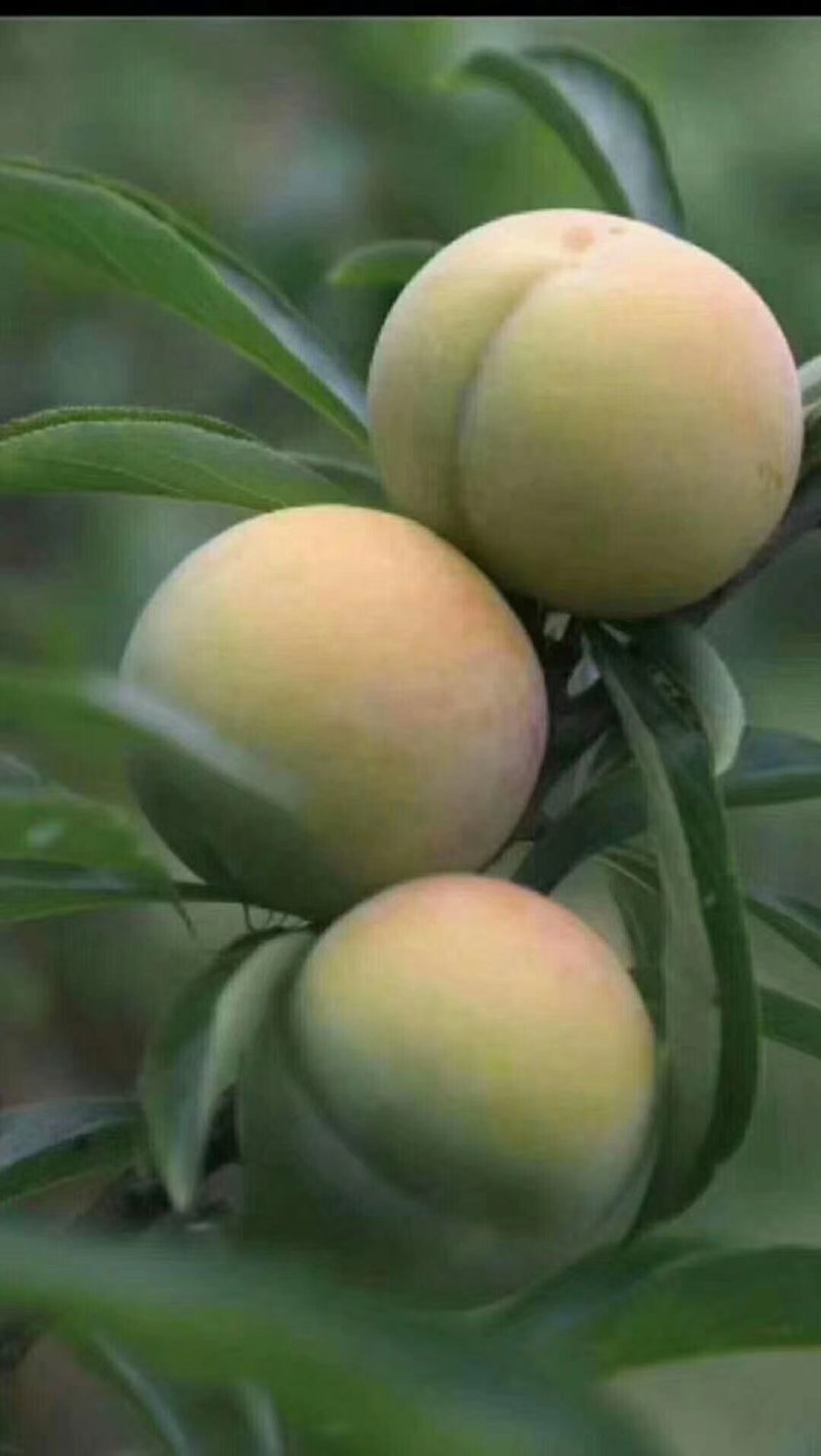正宗六马蜂糖李