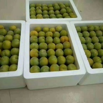 正宗六马蜂糖李