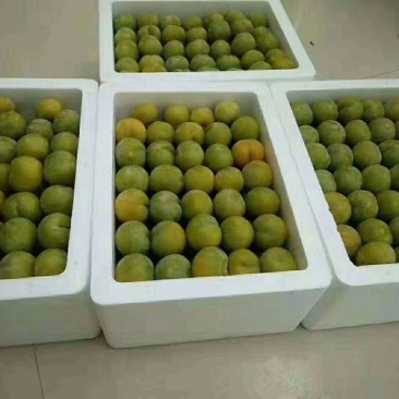 正宗六马蜂糖李