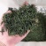 雀舌绿茶2020年峨眉山绿茶银针袋装250g