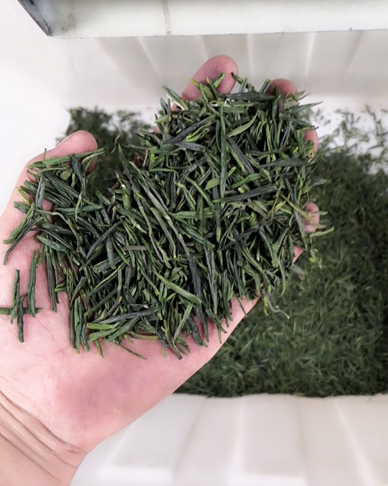 雀舌绿茶2020年峨眉山绿茶银针袋装250g