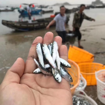 当季的小青兰，自家晒的小鱼干