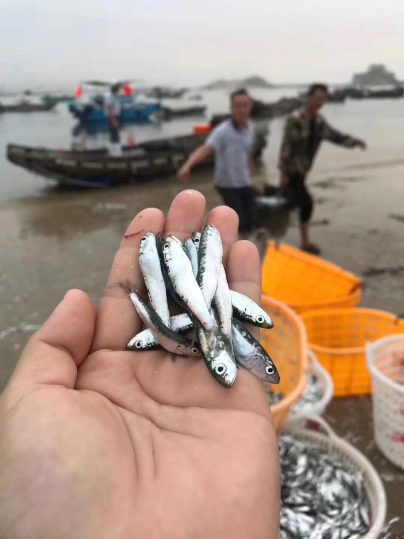 当季的小青兰，自家晒的小鱼干