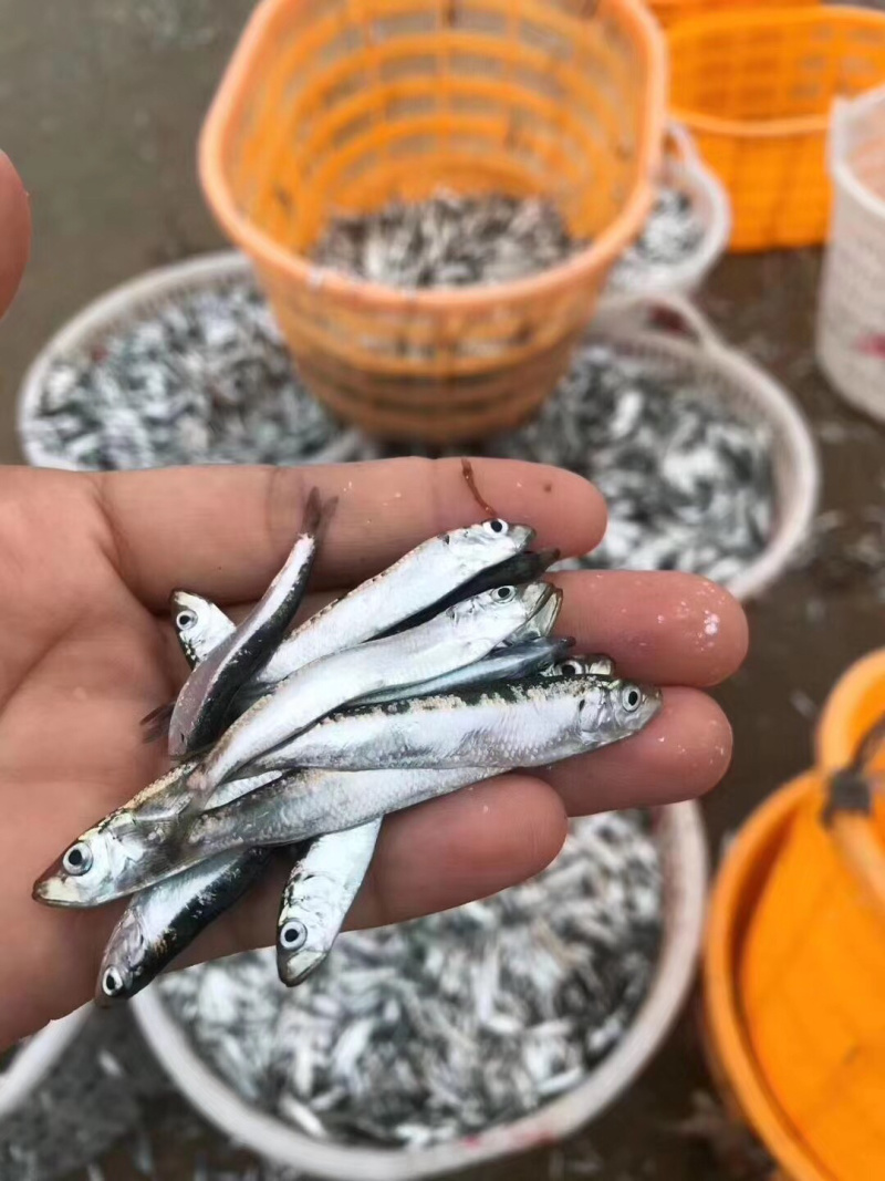 当季的小青兰，自家晒的小鱼干
