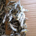 当季的小青兰，自家晒的小鱼干