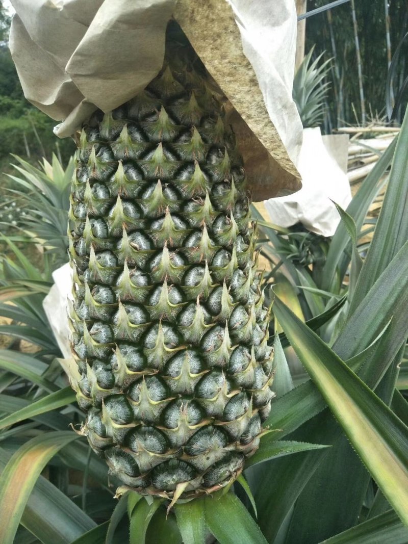 西瓜凤梨苗台湾凤梨苗金砖十六号凤梨苗甜蜜蜜凤梨苗