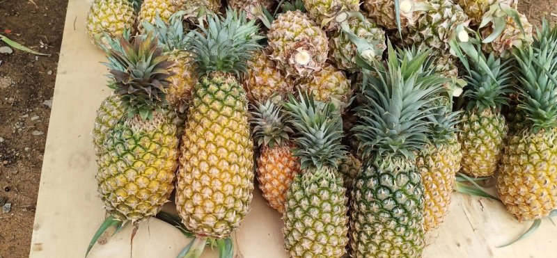 西瓜凤梨苗台湾金砖十六号甜蜜蜜凤梨苗有根包邮好种易活