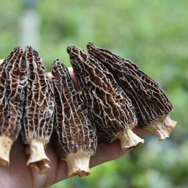 特级羊肚菌
