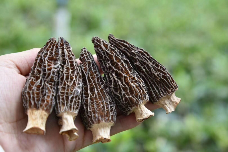 特级羊肚菌