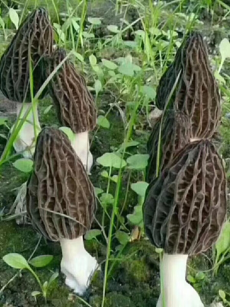 特级羊肚菌