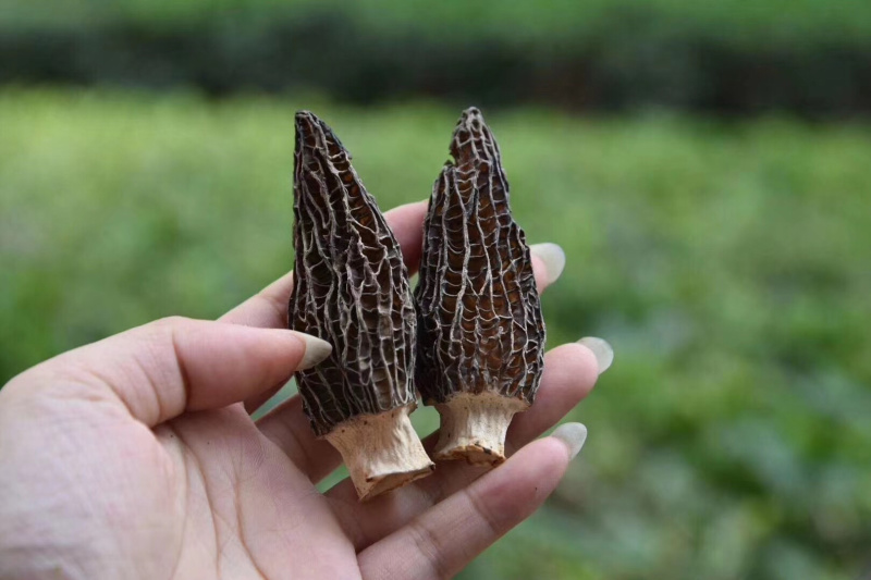 特级羊肚菌